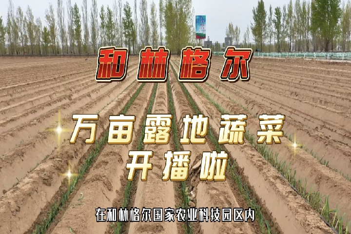 和林格爾縣萬(wàn)畝露地蔬菜開(kāi)播
