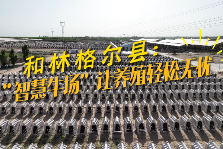 “智慧牛場(chǎng)”讓養(yǎng)牛更輕松