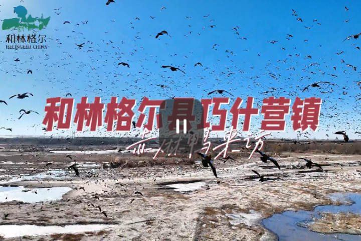 和林格爾縣巧什營(yíng)鎮(zhèn)--赤麻鴨專訪