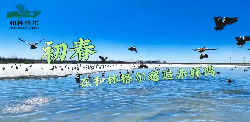 初春，在和林格爾邂逅赤麻鴨