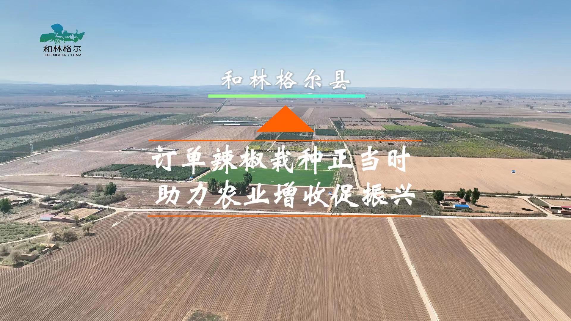 和林格爾縣：訂單辣椒栽種正當(dāng)時(shí)  助力農(nóng)業(yè)增收促振興