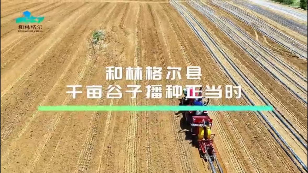 和林格爾縣千畝谷子播種正當(dāng)時(shí)