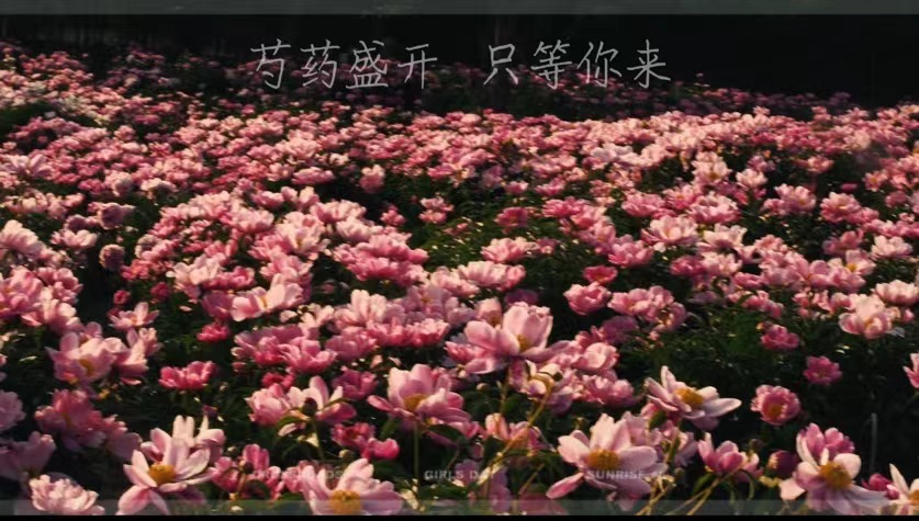 芍藥盛開(kāi)  只等你來(lái)！