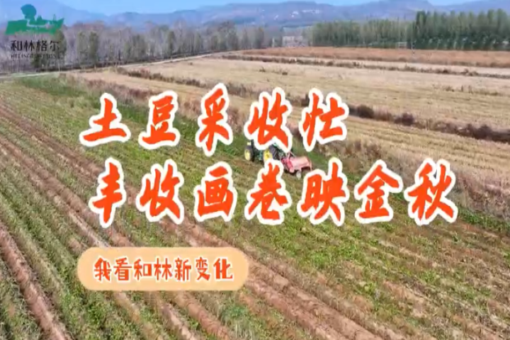 土豆采收忙  豐收畫(huà)卷映金秋