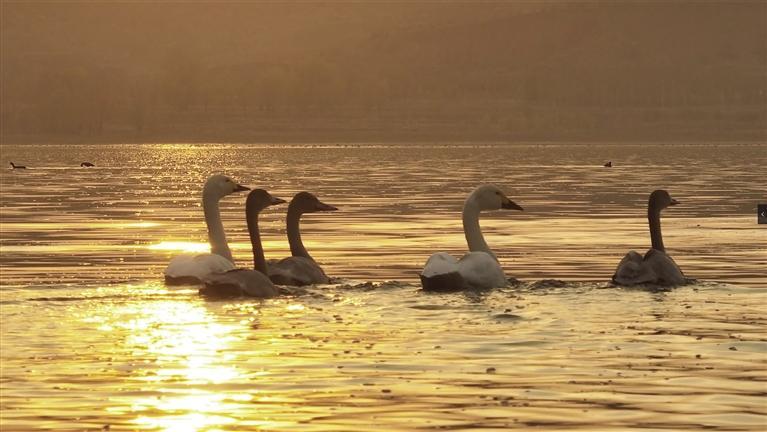 好生態(tài)引來(lái)白天鵝！白天鵝來(lái)和林格爾縣石咀子水庫(kù)“打卡”