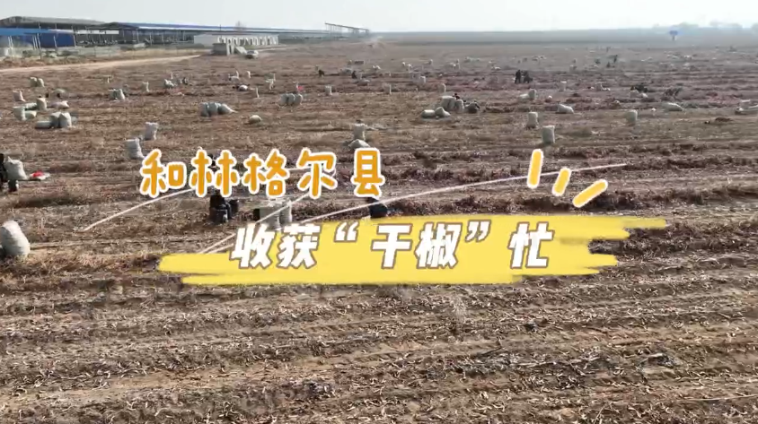 和林格爾縣：收獲“干椒”忙