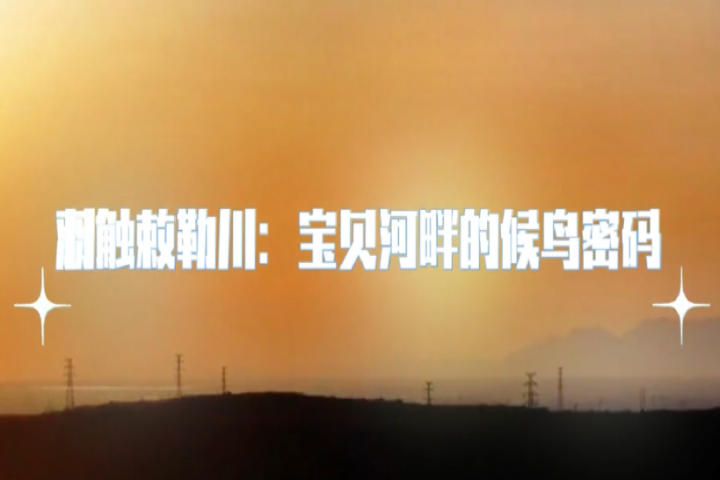 羽觸敕勒川：寶貝河畔的候鳥(niǎo)密碼