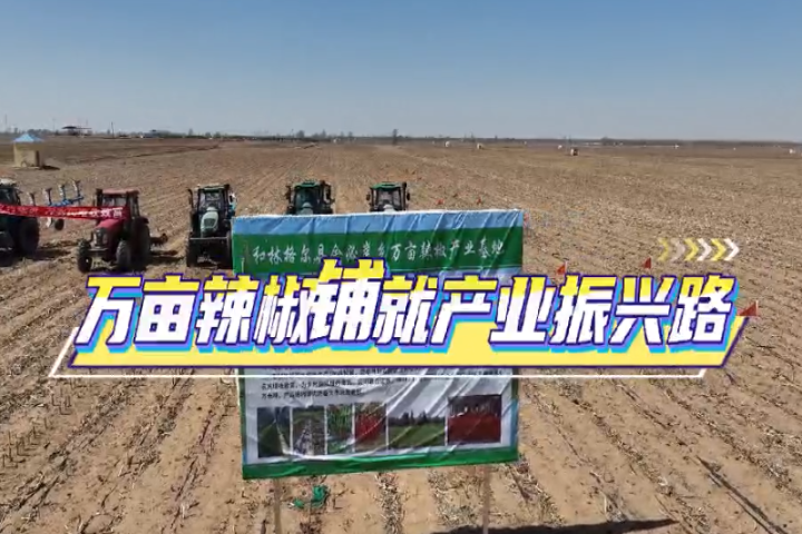 萬(wàn)畝辣椒鋪就產(chǎn)業(yè)振興路