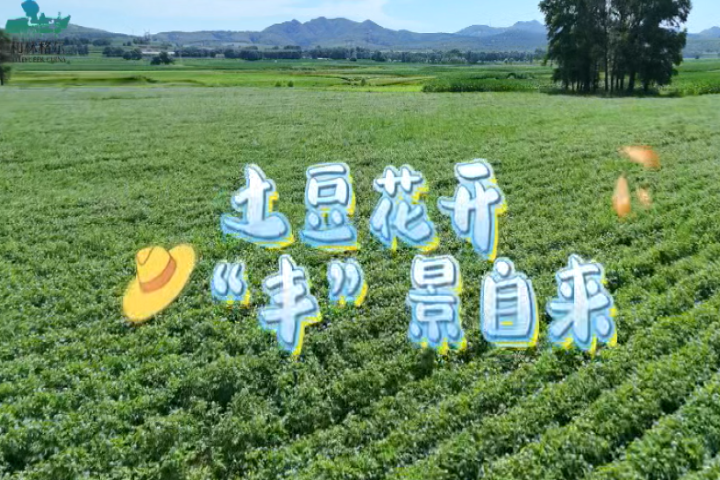 土豆花開(kāi)   “豐”景自來(lái)