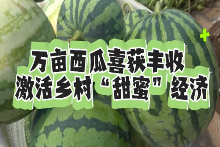 萬(wàn)畝西瓜喜獲豐收 激活鄉(xiāng)村“甜蜜”經(jīng)濟(jì)