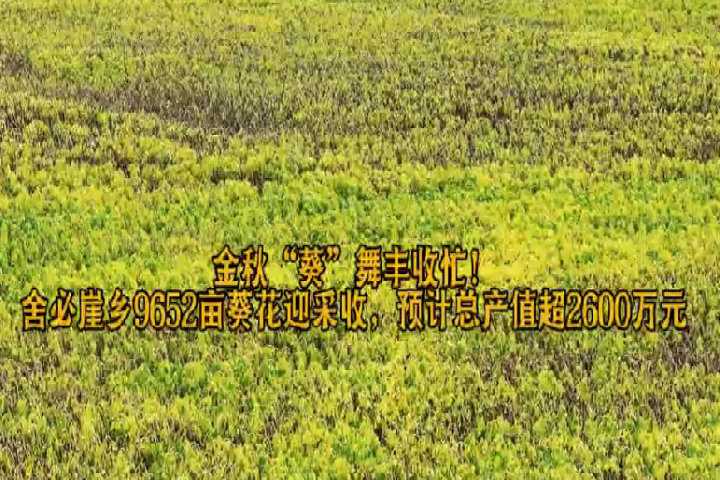 金秋“葵”舞豐收忙！