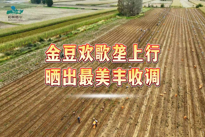 金豆歡歌壟上行 曬出最美豐收調(diào)