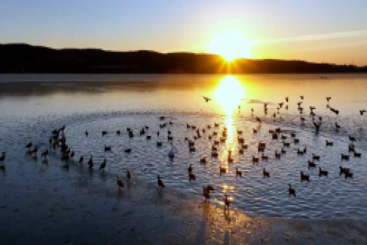冬日寶貝河：赤麻鴨翩躚  繪就生態(tài)暖畫(huà)卷