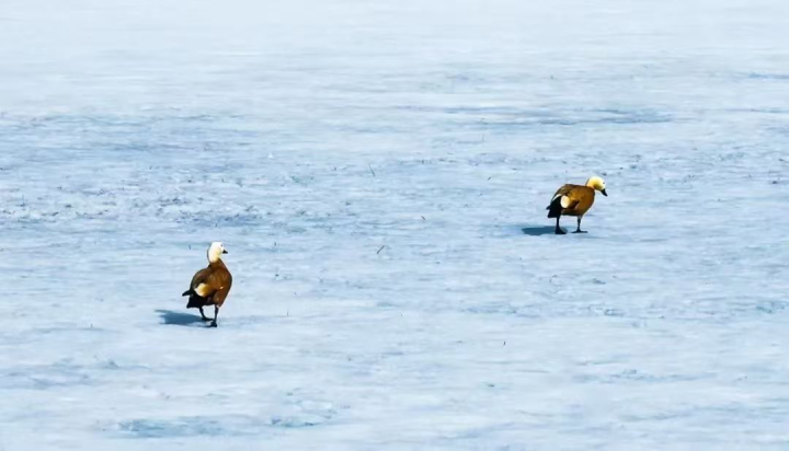 和林格爾縣：春回大地 候鳥歸相關(guān)圖片