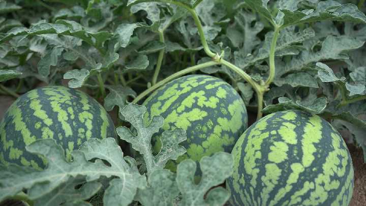 萬畝西瓜喜獲豐收 激活鄉(xiāng)村“甜蜜”經(jīng)濟2_副本.png