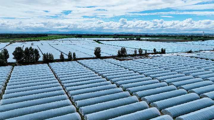 萬畝西瓜喜獲豐收 激活鄉(xiāng)村“甜蜜”經(jīng)濟_副本.png